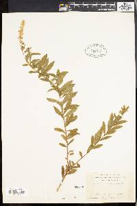 Image of Spiraea salicifolia
