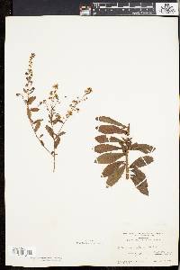 Spiraea alba image