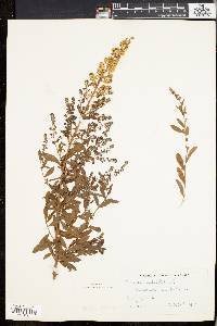 Spiraea alba image