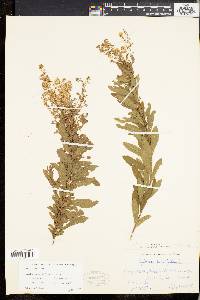 Spiraea alba image