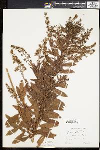 Spiraea alba image