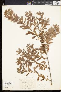 Spiraea alba image