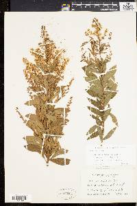 Spiraea alba image