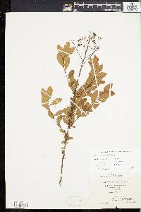 Spiraea alba image