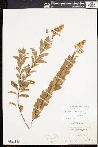 Spiraea alba image