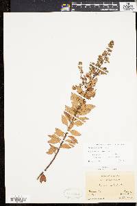 Spiraea alba image