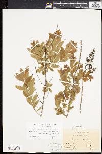 Spiraea alba image