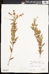 Spiraea alba image