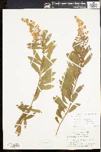 Spiraea alba image