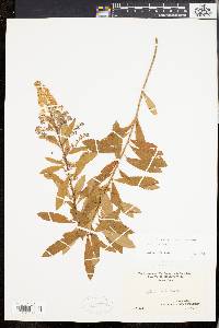 Spiraea alba image