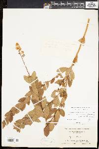 Spiraea alba image