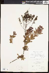 Spiraea alba image