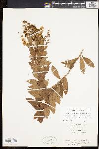 Spiraea alba image