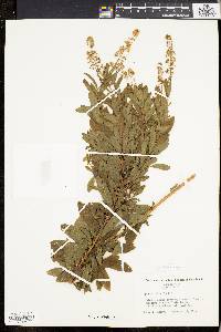 Spiraea alba image