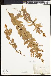 Spiraea alba image