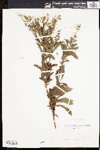 Spiraea alba image