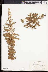 Spiraea alba image