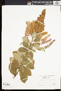 Image of Spiraea × billiardii