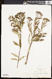 Spiraea japonica image