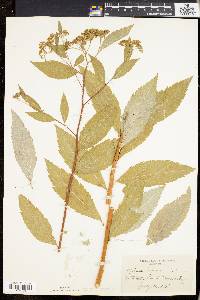 Spiraea japonica image