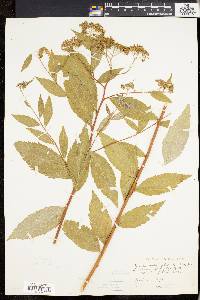 Spiraea japonica image