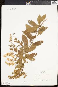 Spiraea latifolia image