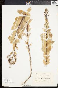 Spiraea latifolia image