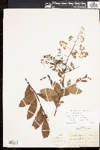 Spiraea latifolia image