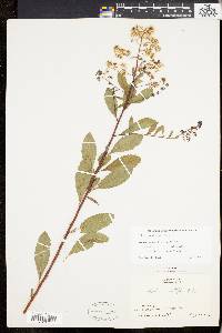 Spiraea latifolia image