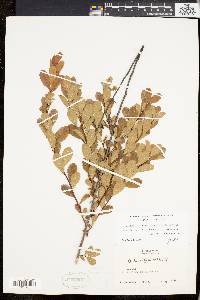 Spiraea latifolia image