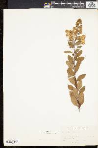Spiraea latifolia image