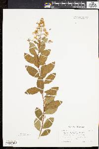 Spiraea latifolia image
