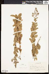 Spiraea latifolia image