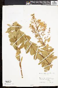 Spiraea latifolia image