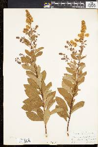 Spiraea latifolia image