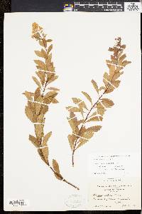 Spiraea latifolia image