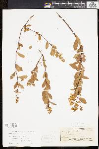 Spiraea latifolia image