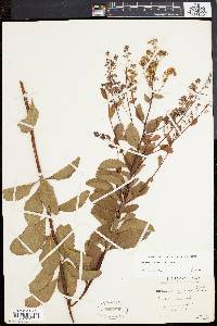 Spiraea latifolia image