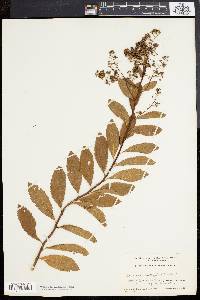 Spiraea latifolia image