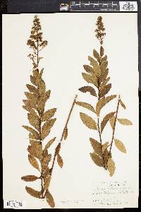 Spiraea latifolia image