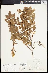 Spiraea latifolia image