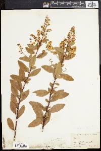 Spiraea latifolia image