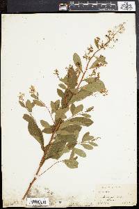 Spiraea latifolia image