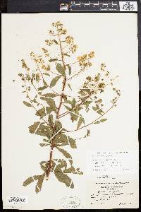 Spiraea latifolia image