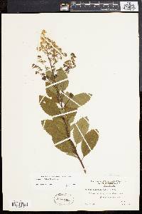 Spiraea latifolia image