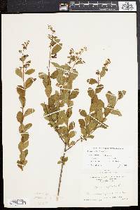 Spiraea latifolia image