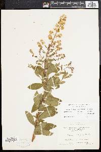Spiraea latifolia image