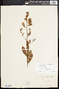 Spiraea latifolia image