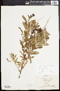 Spiraea latifolia image