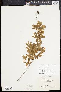 Spiraea latifolia image